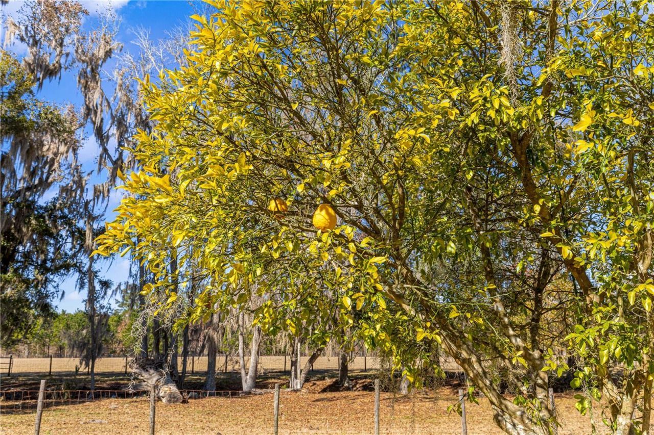 9145 NW 193 Street, Micanopy, FL 32667 Photo