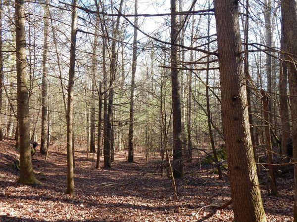 Bearpen Fork , Jamestown, TN 38556