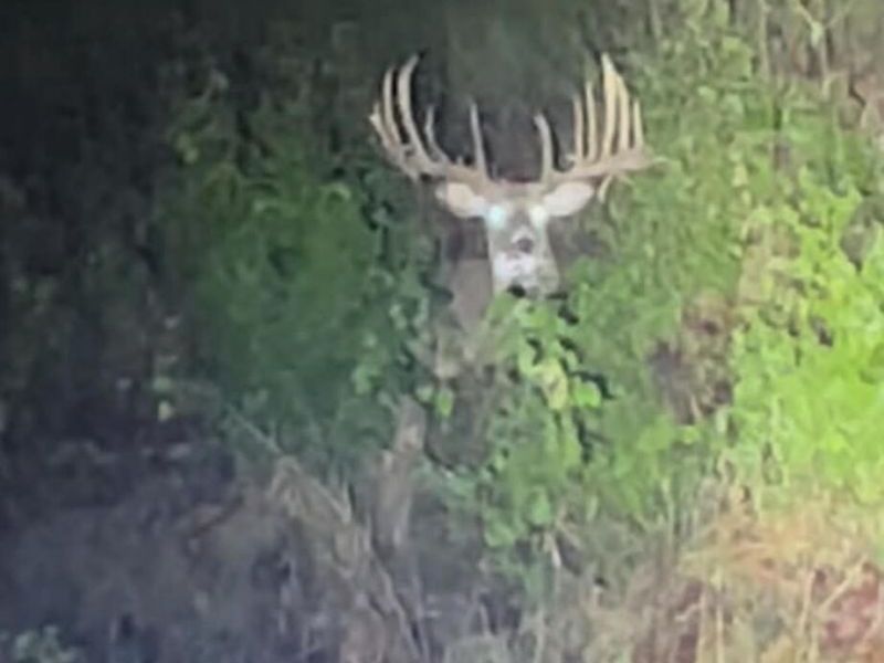 408 New Hope Road, Foster, KY 41043 Photo 35