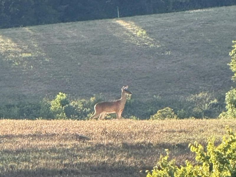 408 New Hope Road, Foster, KY 41043 Photo 37