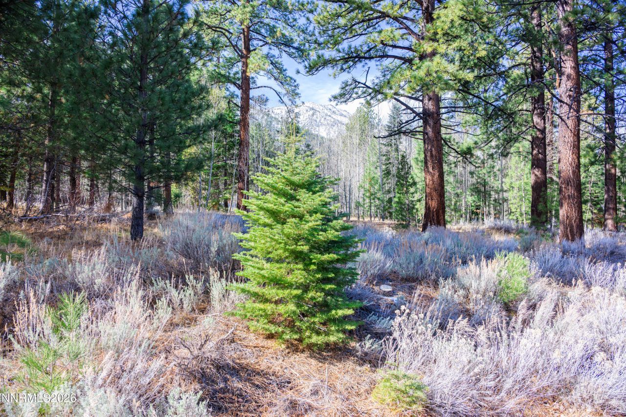 240 Forest Hill Way, Gardnerville, NV 89460 Photo