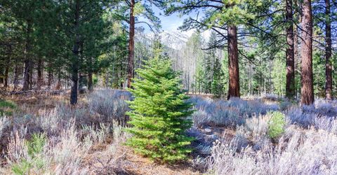 240 Forest Hill Way, Gardnerville, NV 89460 Photo