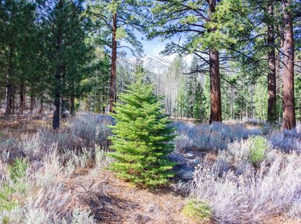 240 Forest Hill Way, Gardnerville, NV 89460 Photo