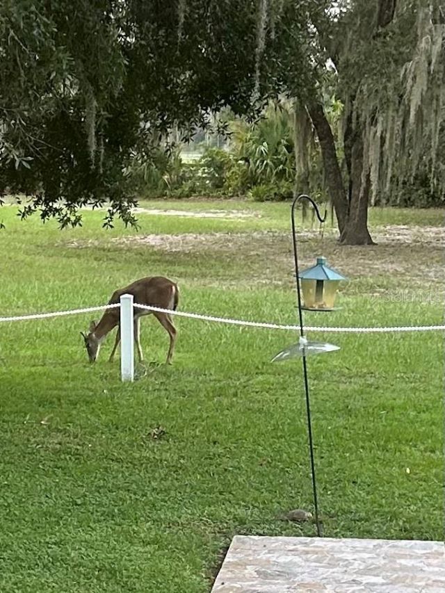 8027 Ehren Cutoff, Land O Lakes, FL 34639 Photo