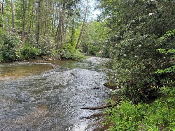 Lot 61 White Pine Trail, Suches, GA 30572