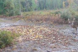 0 Dorland Court photo 4