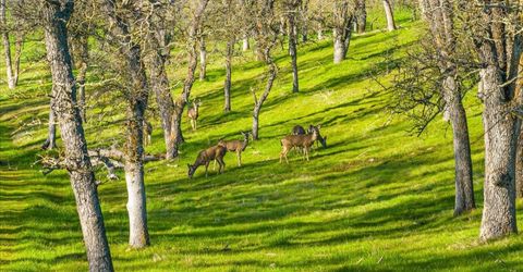 5358 Hwy 12, Wallace, CA 95254 Photo