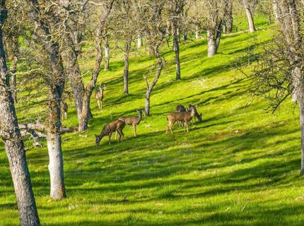 5358 Hwy 12, Wallace, CA 95254 Photo