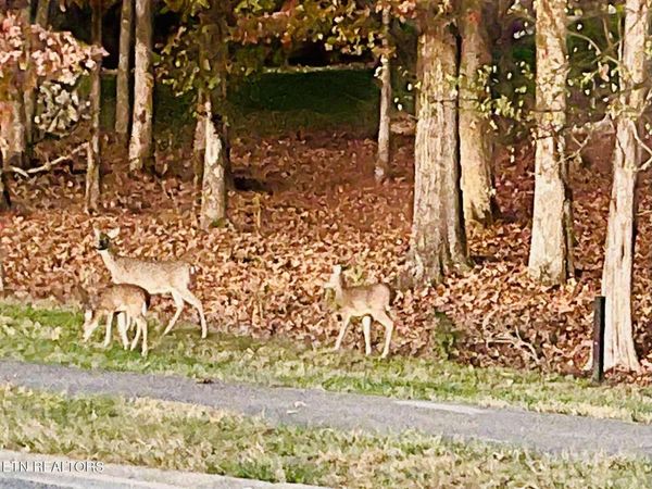 158 Hammock Court, Loudon, TN 37774