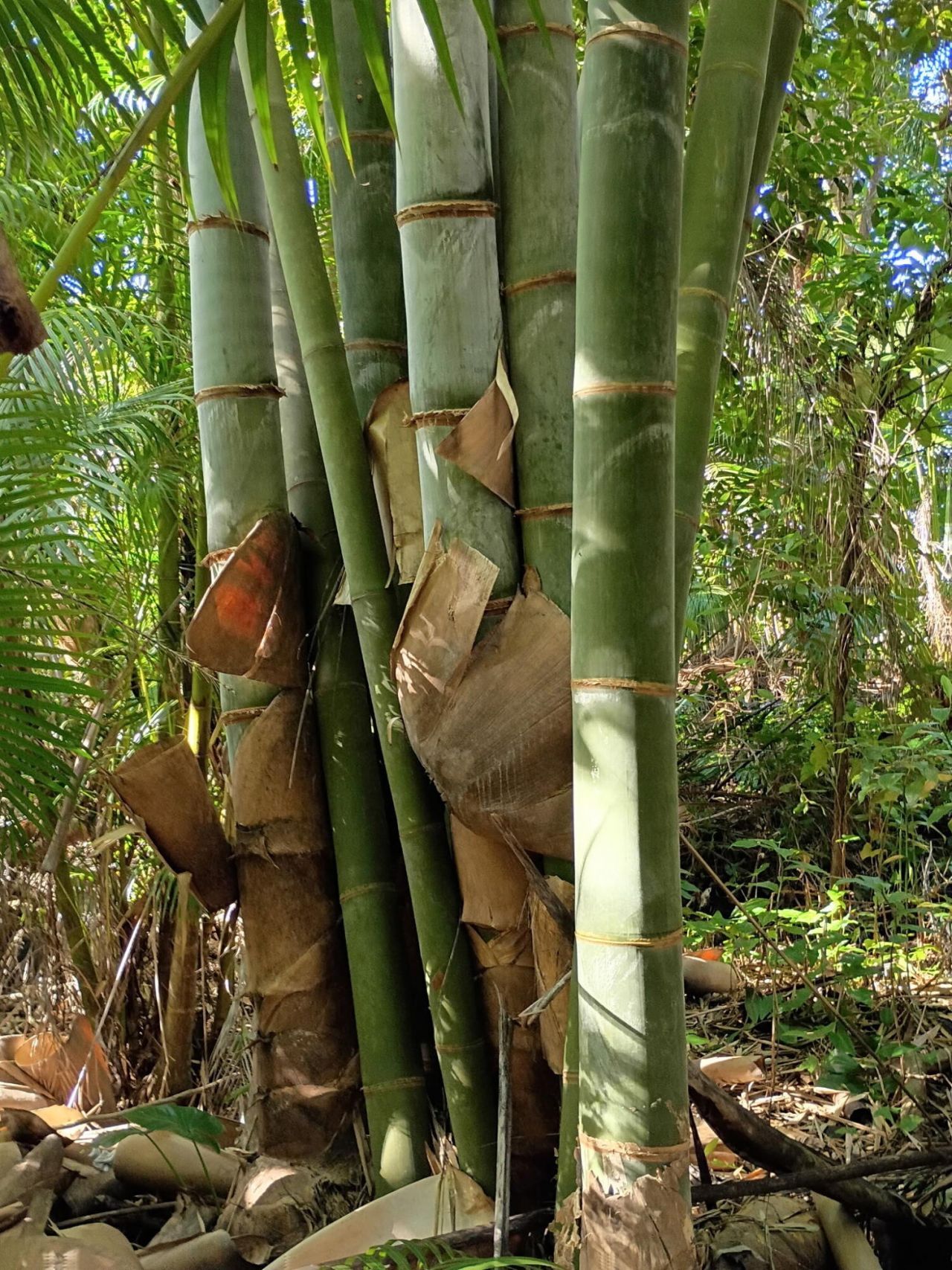 16038 Robin Way, Jupiter, FL 33478 Photo