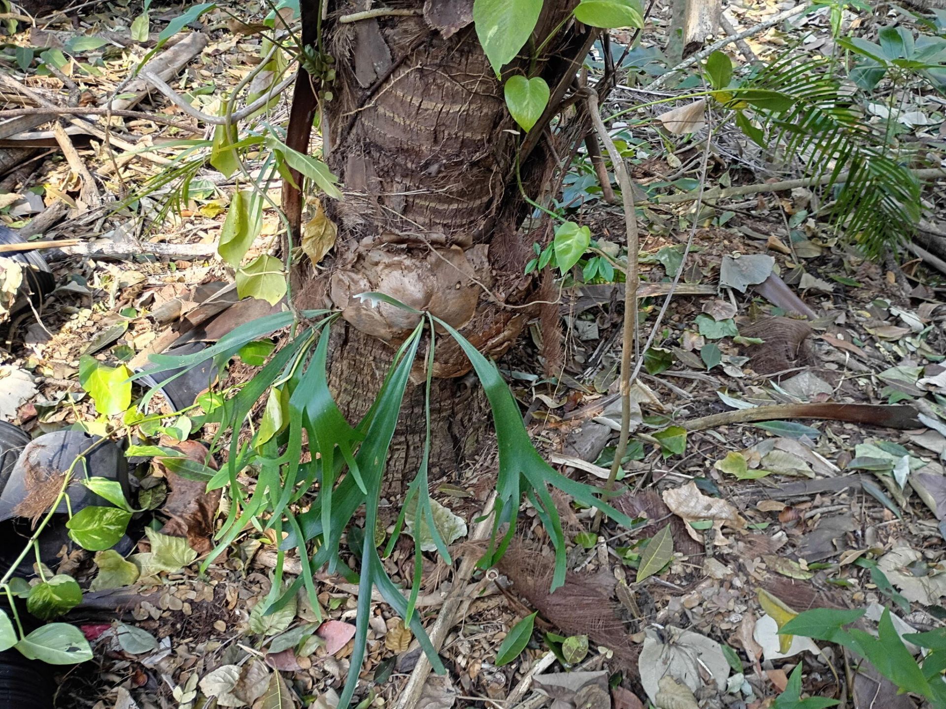 16038 Robin Way, Jupiter, FL 33478 Photo