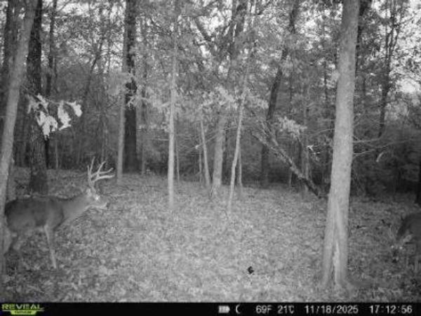 85-Ac Burmingham Road, Forsyth, MO 65653