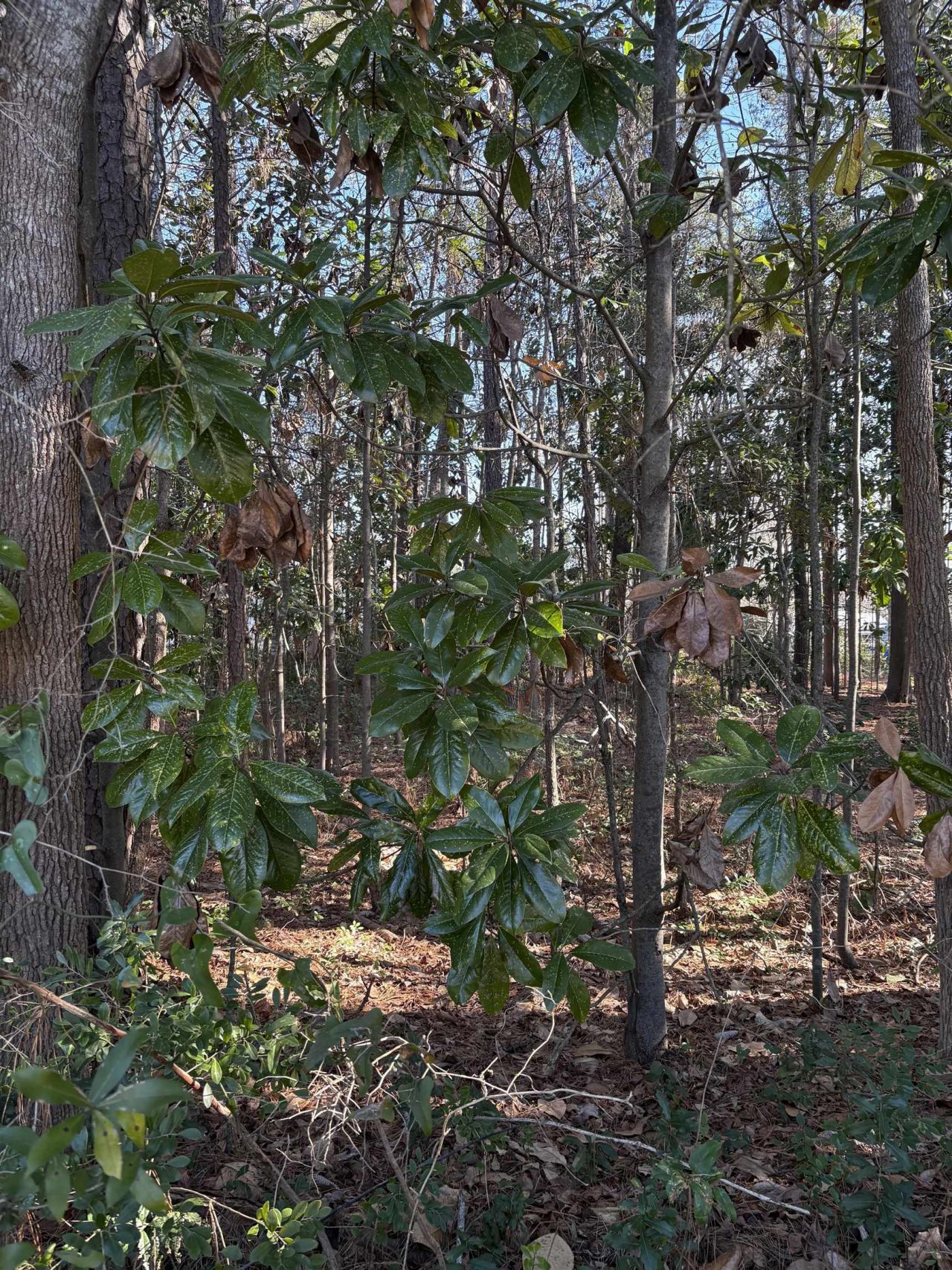 Tbd Mineola Ave. Photo 8