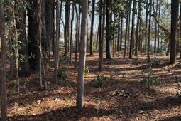 Tbd Mineola Ave. photo 4