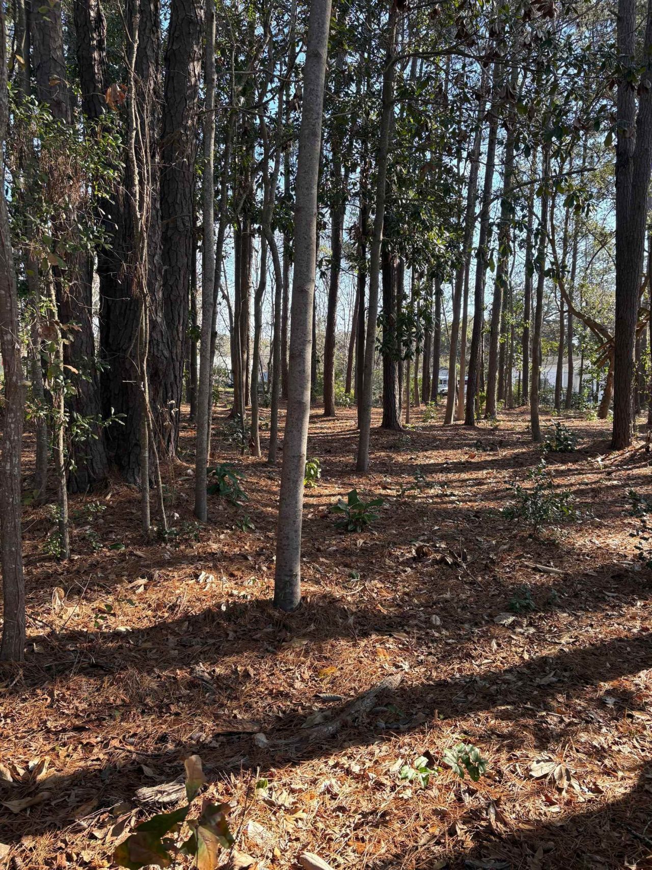 Tbd Mineola Ave. Photo 6