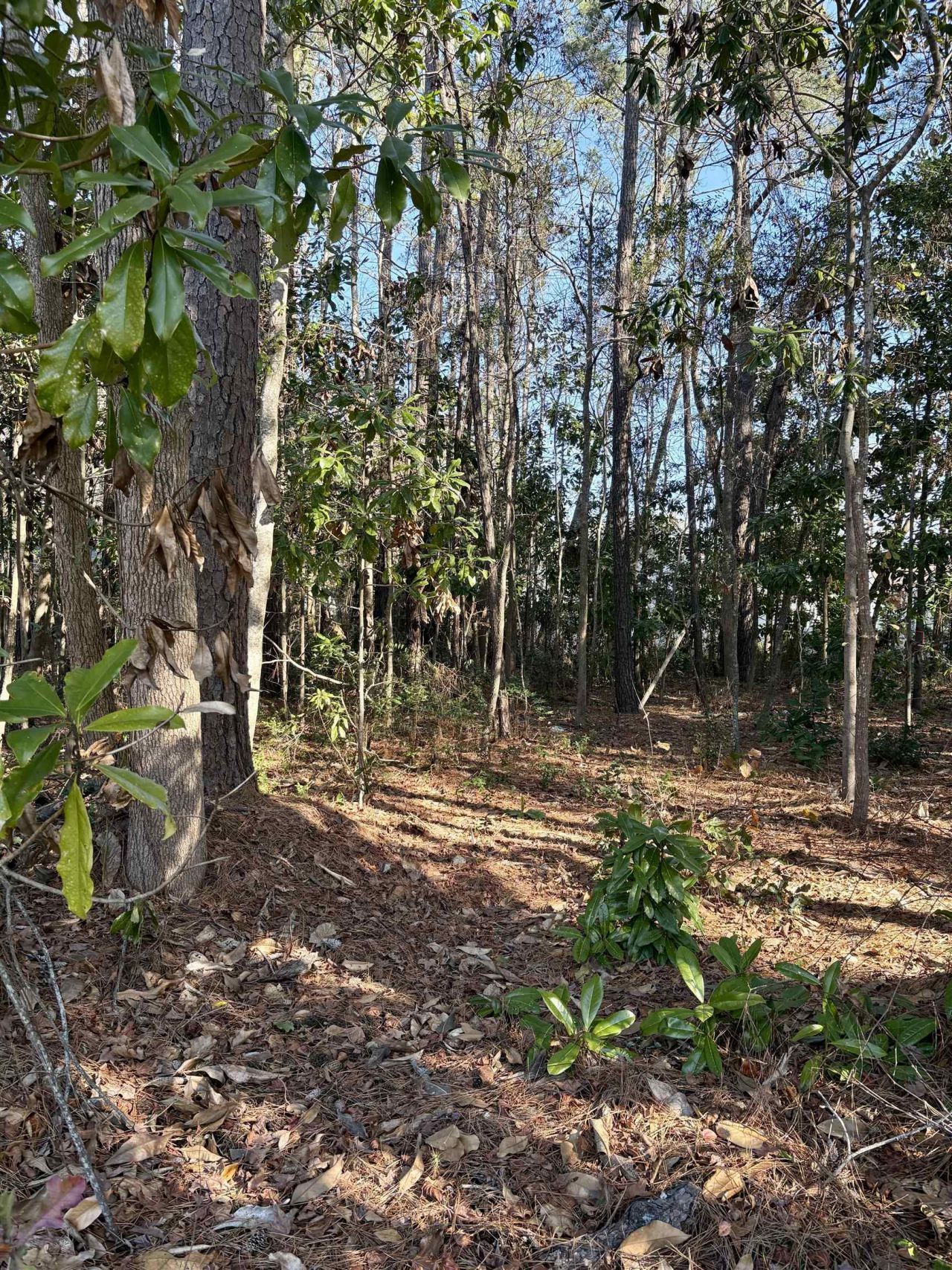 Tbd Mineola Ave. Photo 8