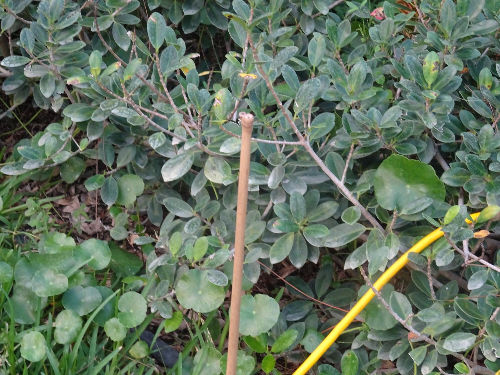 930 Rambling Drive Circle, Wellington, FL 33414 Photo