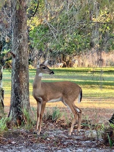 8557 SE Retreat Drive, Hobe Sound, FL 33455 Photo