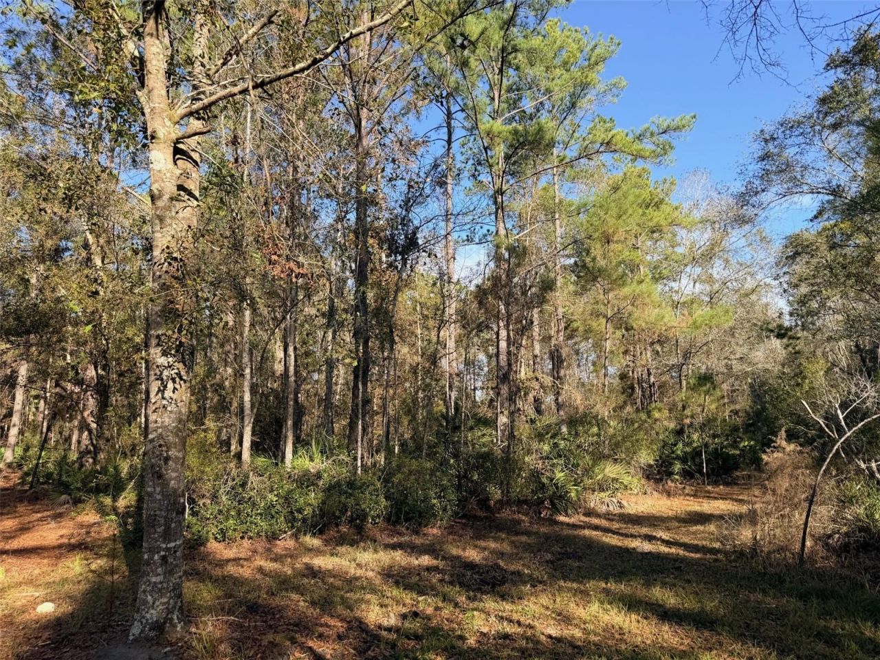 Off NW 10 Place, Chiefland, FL 32626 Photo