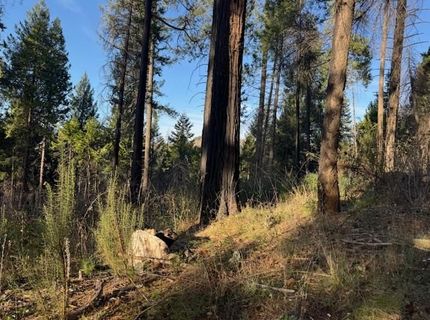 5026 Old Mine Rd, Grizzly Flats, CA 95636 Photo