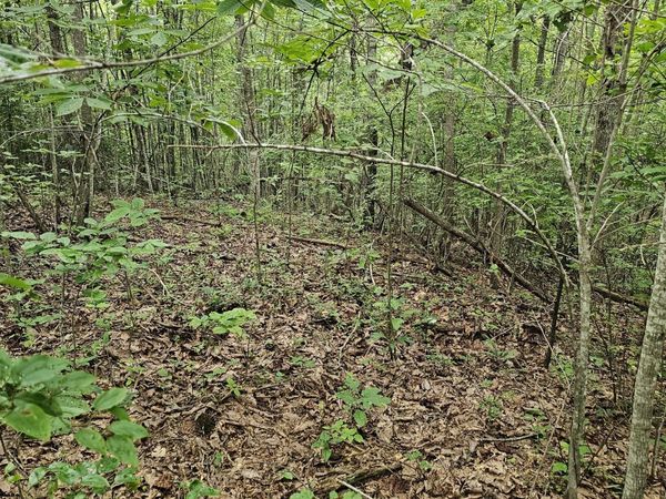 0 Company Farm Rd, Coalmont, TN 37313