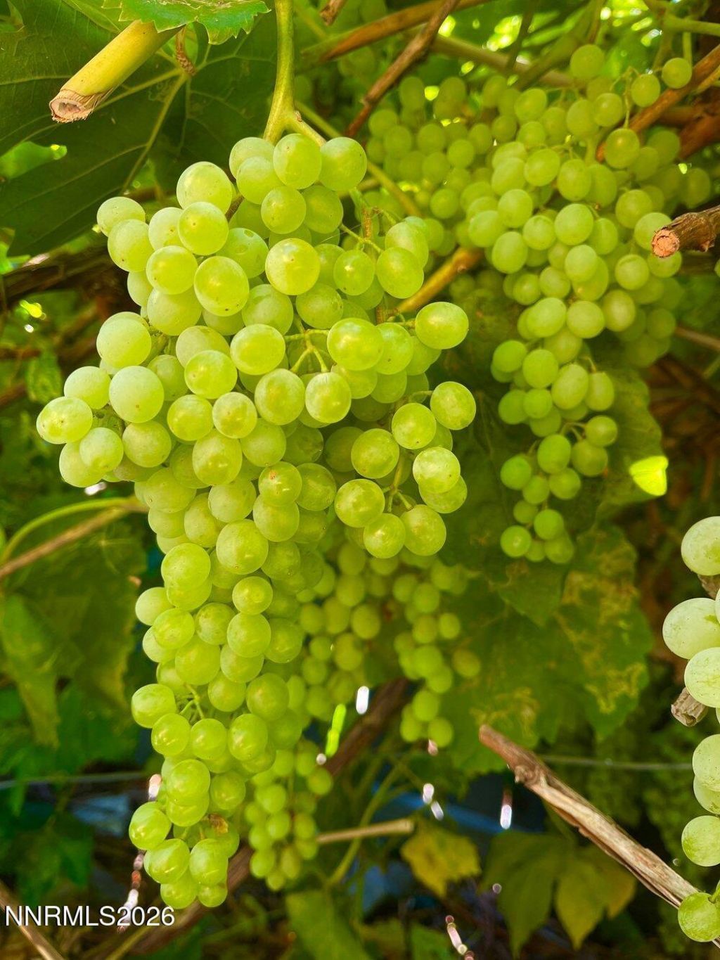 4301 Pinnacle Vista Court, Sparks, NV 89436 Photo