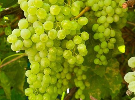 4301 Pinnacle Vista Court, Sparks, NV 89436 Photo