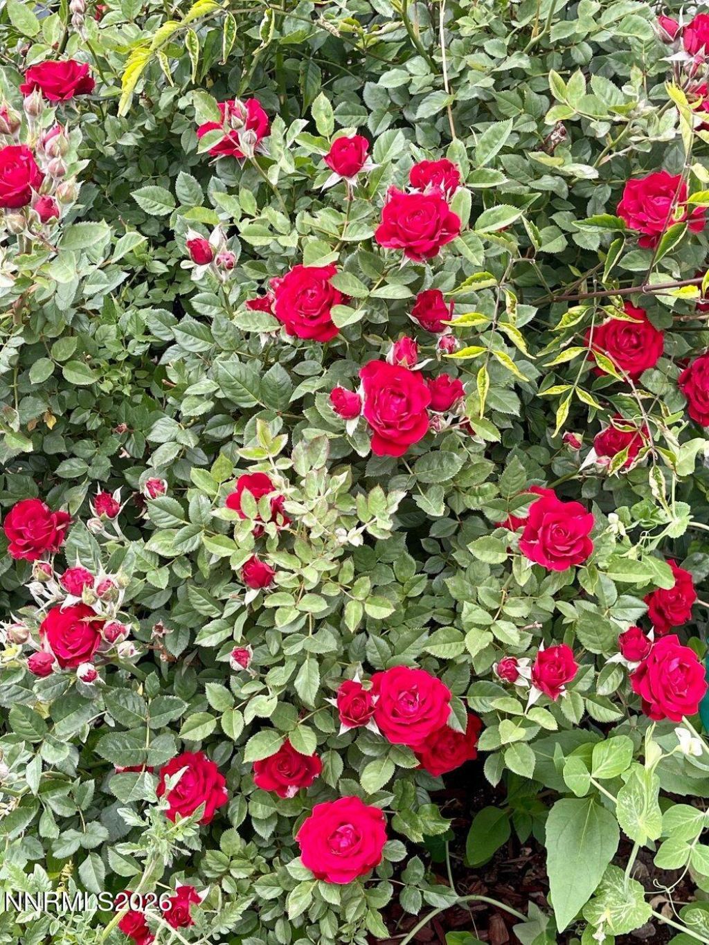 4301 Pinnacle Vista Court, Sparks, NV 89436 Photo