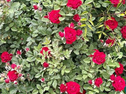 4301 Pinnacle Vista Court, Sparks, NV 89436 Photo