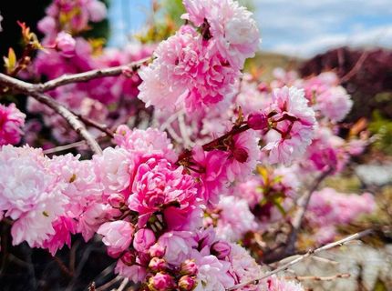 4301 Pinnacle Vista Court, Sparks, NV 89436 Photo