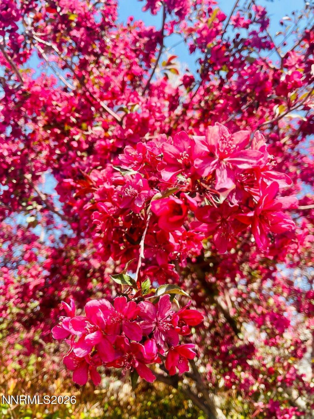 4301 Pinnacle Vista Court, Sparks, NV 89436 Photo