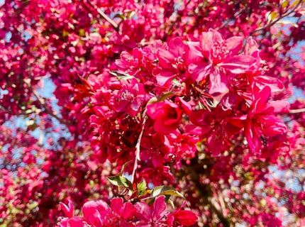 4301 Pinnacle Vista Court, Sparks, NV 89436 Photo