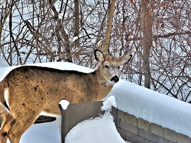 2569 Open Bay Court, Galena, OH 43021 Photo 74