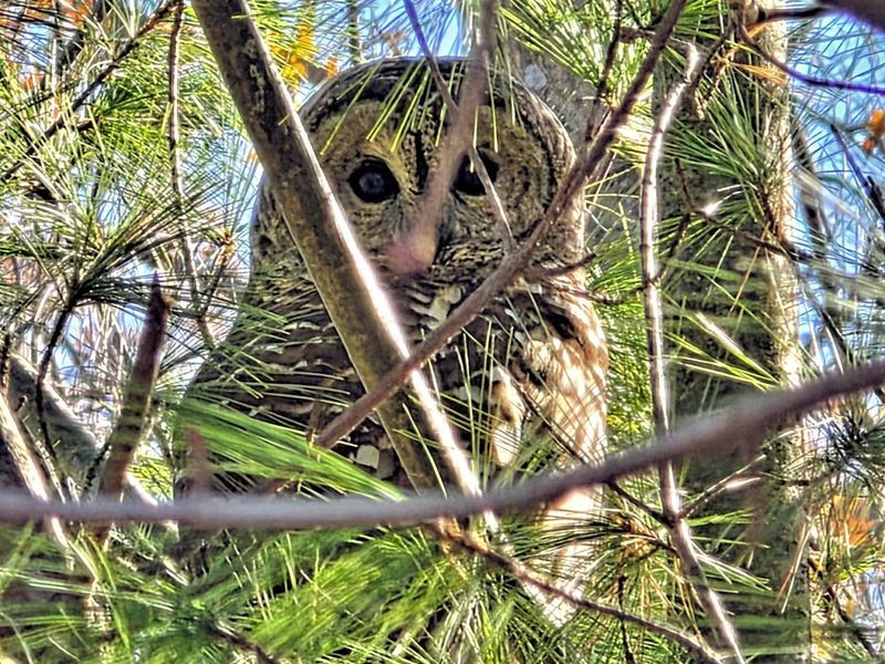 2569 Open Bay Court, Galena, OH 43021 Photo 75