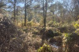 00 Robertson photo 4