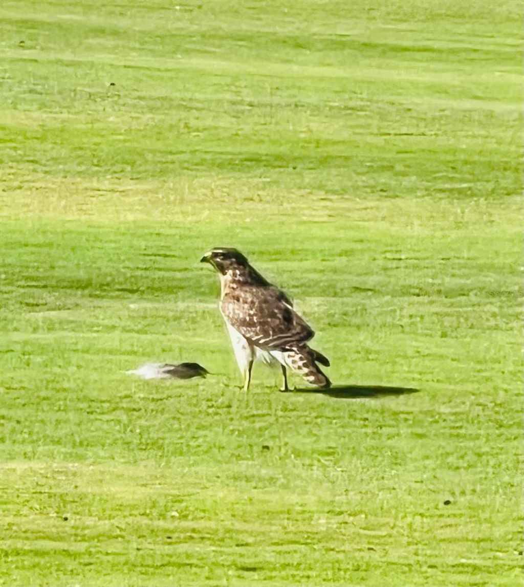 4054 Caddie Drive E, Bradenton, FL 34203 Photo