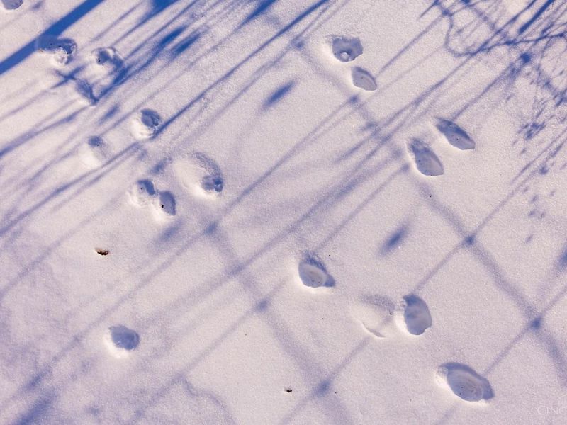 2090 Dutch Thomas Road, Peebles, OH 45660 Photo 19