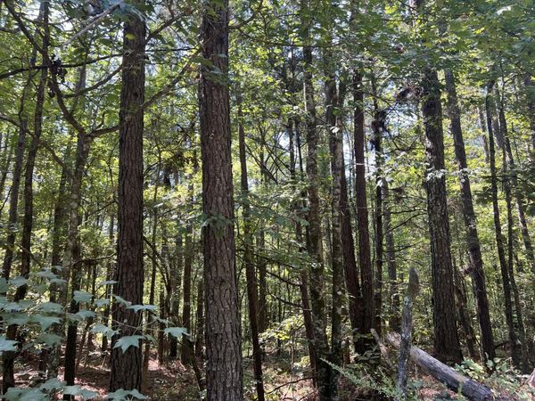 CR 4022, Kosciusko, MS 39090