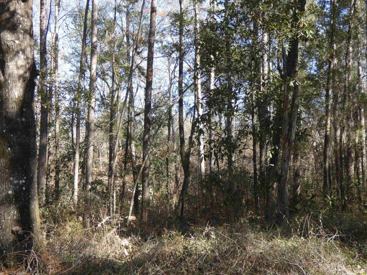 640 Nautilus Drive, Monticello, FL 32344 Photo