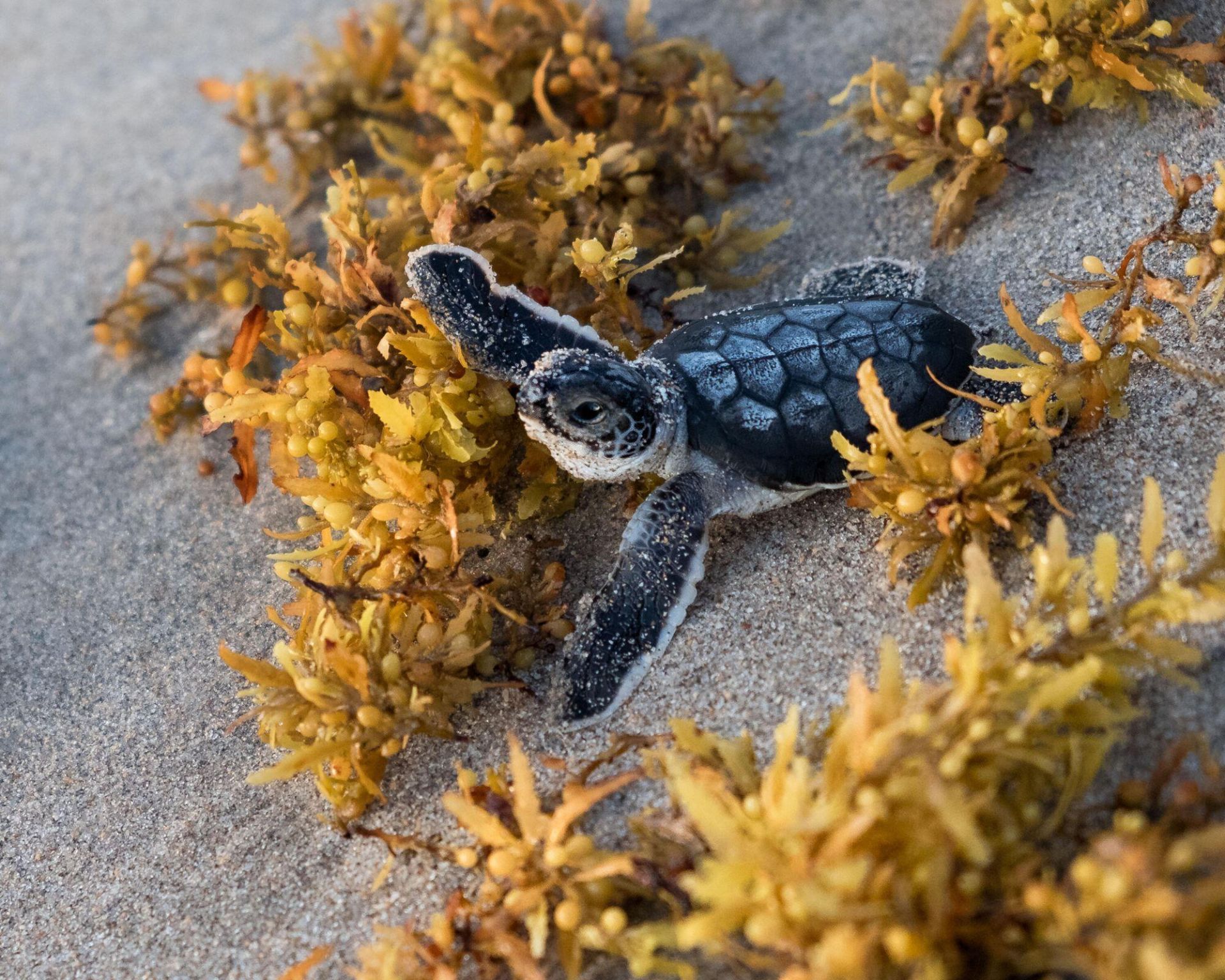 3028 Windward Way, Jupiter, FL 33477 Photo