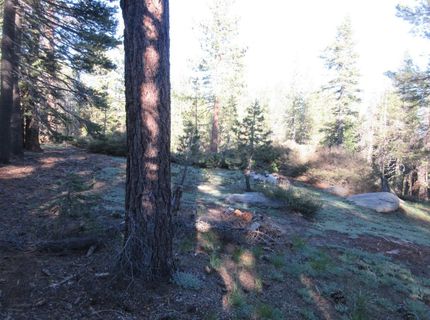 175 Silver Tip Drive, Bear Valley, CA 95223 Photo