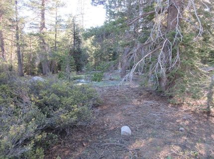 175 Silver Tip Drive, Bear Valley, CA 95223 Photo