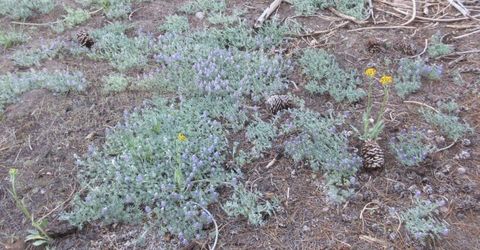 175 Silver Tip Drive, Bear Valley, CA 95223 Photo