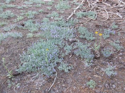 175 Silver Tip Drive, Bear Valley, CA 95223 Photo