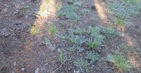 175 Silver Tip Drive, Bear Valley, CA 95223 Photo