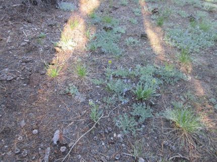 175 Silver Tip Drive, Bear Valley, CA 95223 Photo