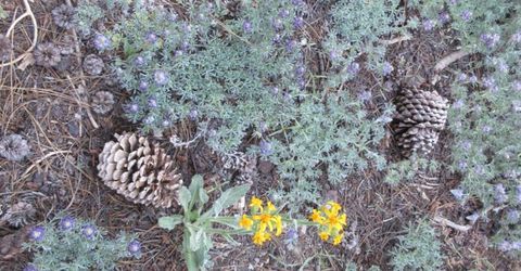 175 Silver Tip Drive, Bear Valley, CA 95223 Photo