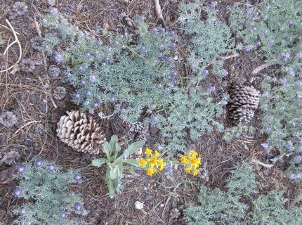 175 Silver Tip Drive, Bear Valley, CA 95223 Photo