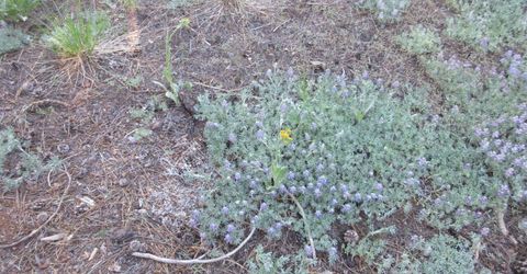 175 Silver Tip Drive, Bear Valley, CA 95223 Photo