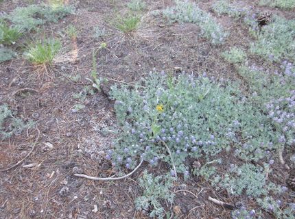 175 Silver Tip Drive, Bear Valley, CA 95223 Photo